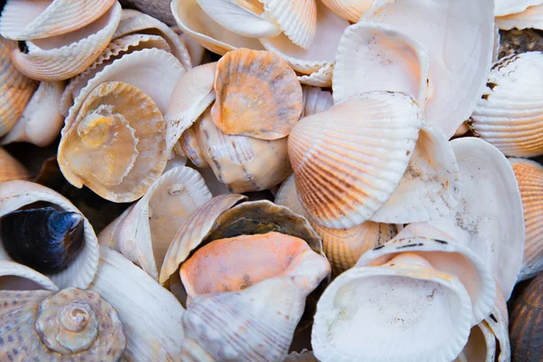 There are many shells of different shapes and sizes in close-up. — Stock Photo, Image