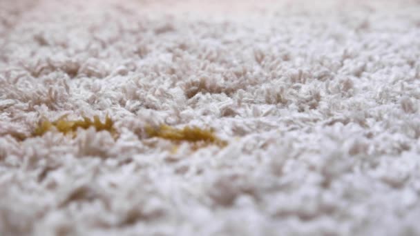 The juice is poured onto a fluffy beige carpet, after which the spot is filled with white foam and cleaned with a purple cloth — Stock Video