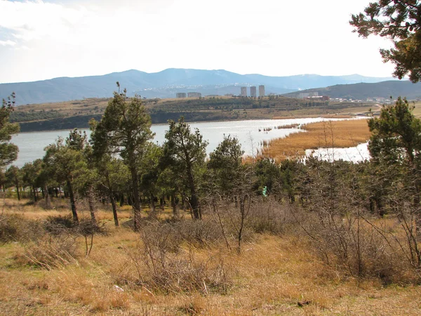 Pinos en las montañas en el día soleado — Foto de Stock