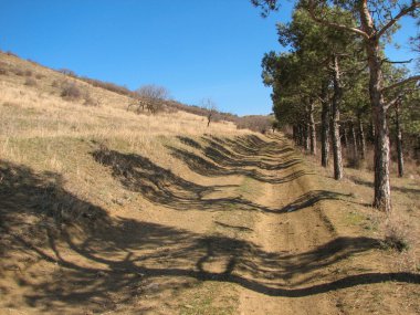 güneşli bir gün dağlarda çam ağaçları