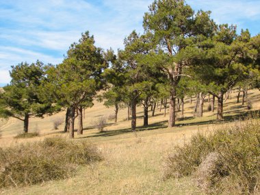 güneşli bir gün dağlarda çam ağaçları