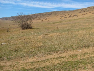 Açık mavi gökyüzü altında sarı çim kaplı tepe