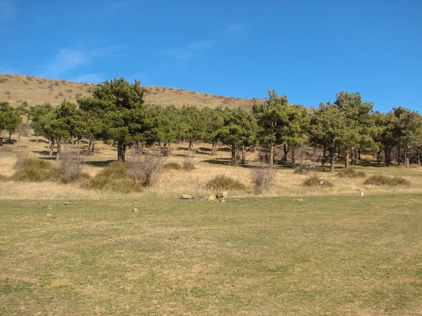 Pijnbomen op bergen in zonnige dag — Stockfoto