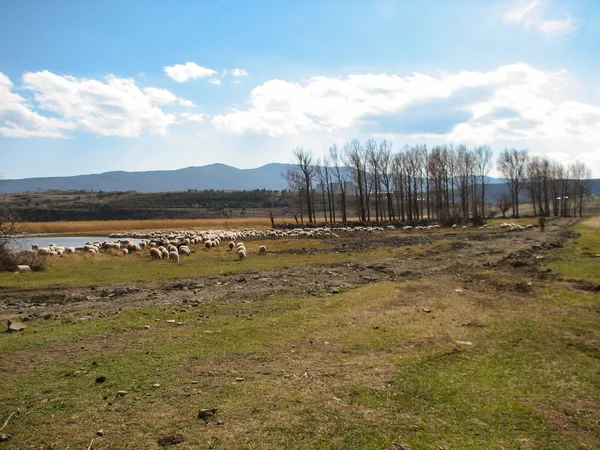 Stádo ovcí pasoucí se na kopci — Stock fotografie