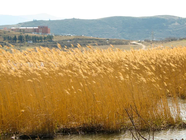 Žluté rákosí u jezera v přírodě na podzim — Stock fotografie