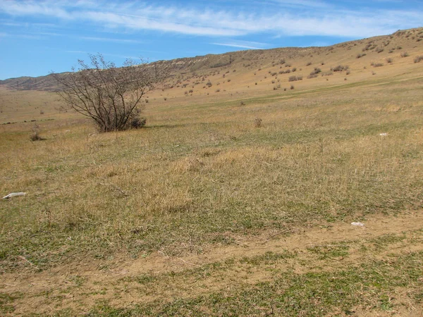 Hill covered of yellow grass under clear blue sky — Stock Photo, Image