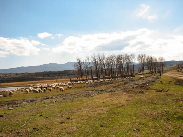 Tepede otlayan koyun sürüsü — Stok fotoğraf