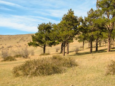 güneşli bir gün dağlarda çam ağaçları