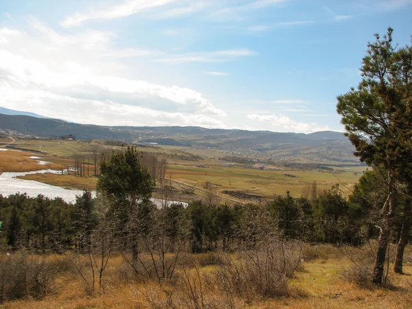 Borovice na hory v slunečný den — Stock fotografie