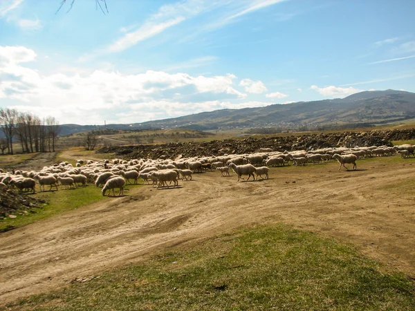 Un troupeau de moutons qui paissent sur la colline — Photo