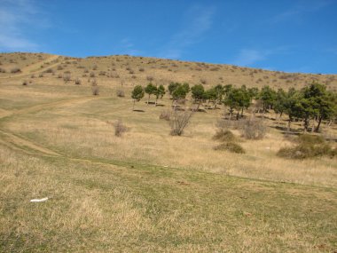 güneşli bir gün dağlarda çam ağaçları