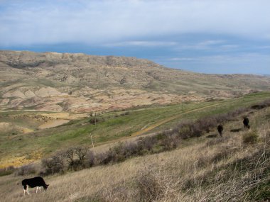 Açık mavi gökyüzü altında sarı çim kaplı tepe