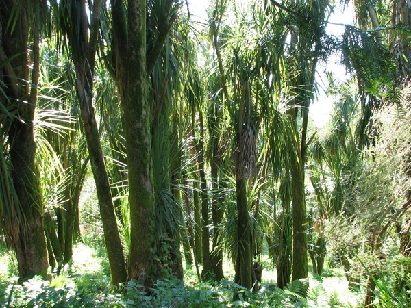 Paisagem com palmeiras de floresta subtropical . — Fotografia de Stock