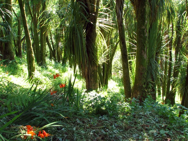 Пейзаж з пальмами субтропічного лісу . — стокове фото