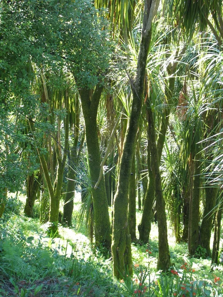 Paisaje con palmeras de bosque subtropical . —  Fotos de Stock