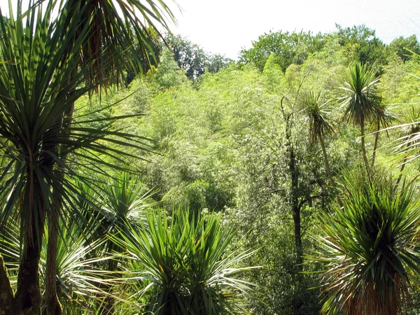 Krajobraz z palmami subtropikalnych lasów. — Zdjęcie stockowe
