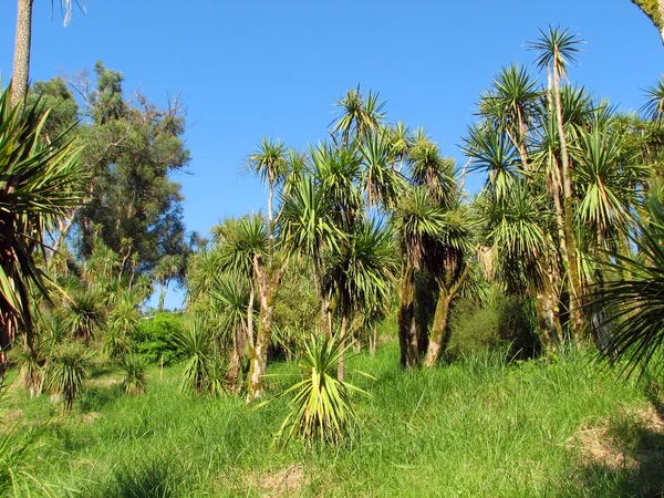 Paisaje con palmeras de bosque subtropical . —  Fotos de Stock