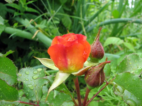 Rosa de flor naranja con gotas de rocío —  Fotos de Stock