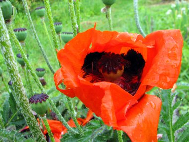 çiğ damlaları ile kırmızı haşhaş