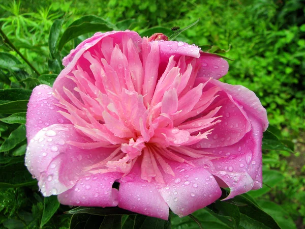 Bud of pink peony on a green background. — Stock Photo, Image