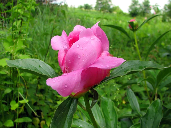 A rózsaszín bazsarózsa egy zöld háttér Bud. — Stock Fotó