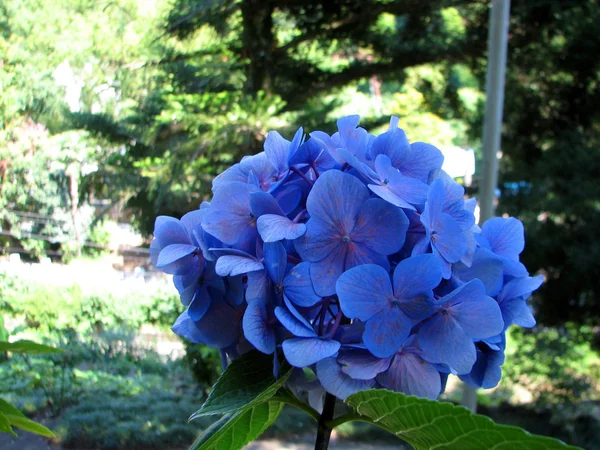 Muitas flores de hortênsia azul crescendo no jardim , — Fotografia de Stock
