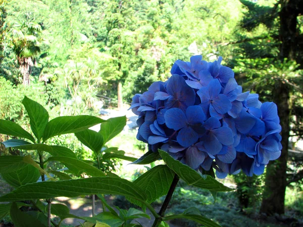 Muitas flores de hortênsia azul crescendo no jardim , — Fotografia de Stock