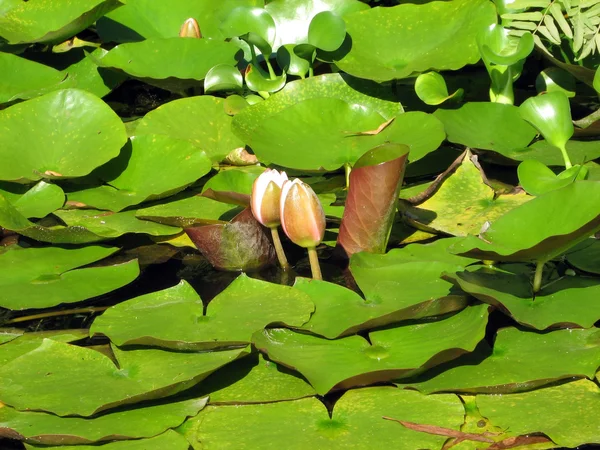 호수에 푸른 잎이 달린 수련 — 스톡 사진