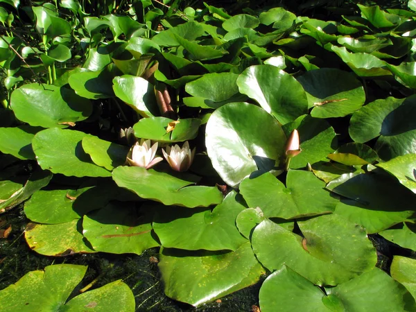 Waterlelie met groene bladeren op het meer — Stockfoto