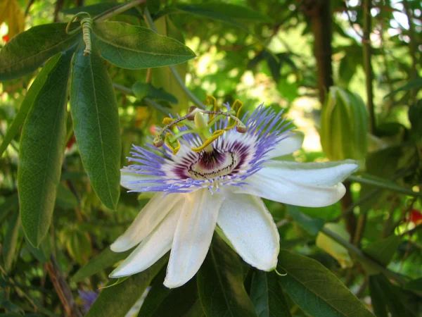 Passion flower Passiflora incarnata with details — Stock Photo, Image