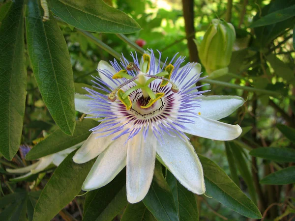 Flor da paixão Passiflora incarnata com detalhes — Fotografia de Stock