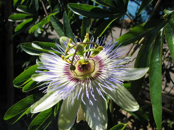 Flor da paixão Passiflora incarnata com detalhes — Fotografia de Stock