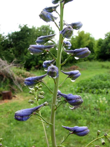 Delphiinium avec les gouttes de rosée — Photo