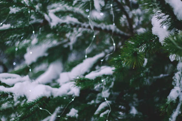 금빛이 크리스마스 트리와 가문비나무 가지의 실루엣 원문을 공간이 — 스톡 사진