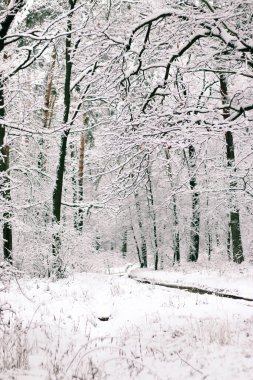 Karla kaplı ladin ormanlı kış manzarası. Noel görünümü.