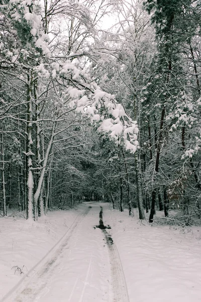 Vinterlandskap Med Snötäckt Granskog Julutsikt — Stockfoto