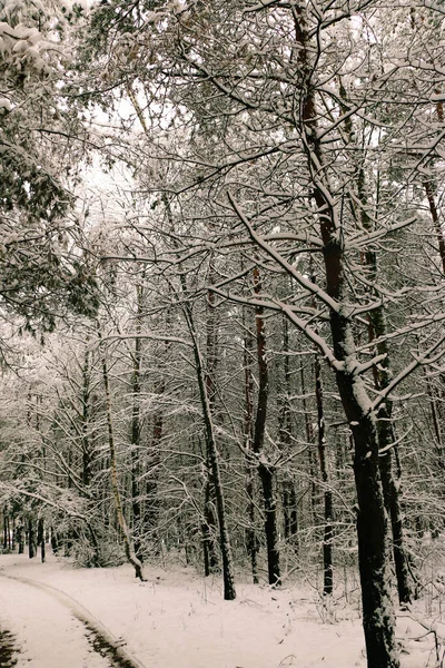 Paisagem Inverno Com Floresta Abeto Coberto Neve Vista Natal — Fotografia de Stock