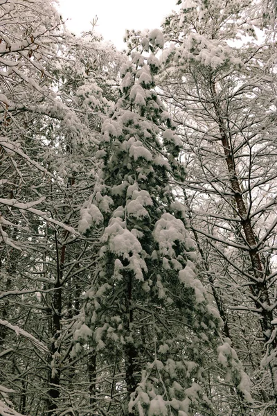 雪に覆われたトウヒの森と冬の風景 クリスマスビュー — ストック写真