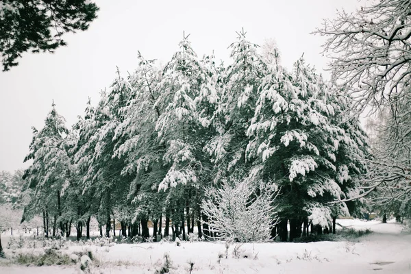 Paisaje Invernal Con Bosque Abetos Cubierto Nieve Vista Navidad —  Fotos de Stock