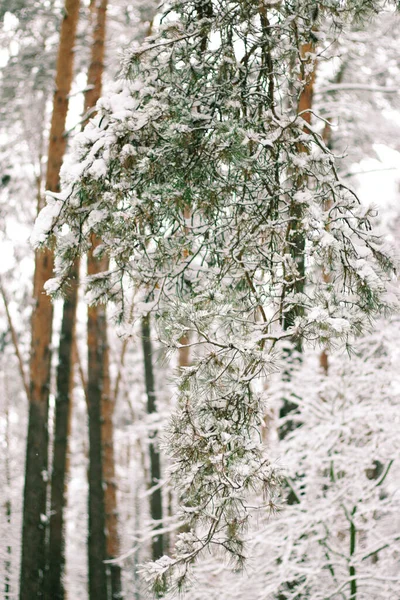 Paisagem Inverno Com Floresta Abeto Coberto Neve Vista Natal — Fotografia de Stock