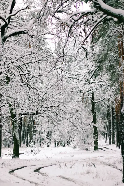 Zimní Krajina Zasněženými Smrkovými Lesy Vánoční Pohled — Stock fotografie