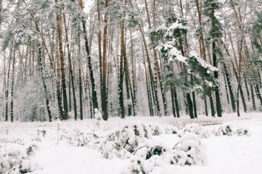 Karla kaplı ladin ormanlı kış manzarası. Noel görünümü.