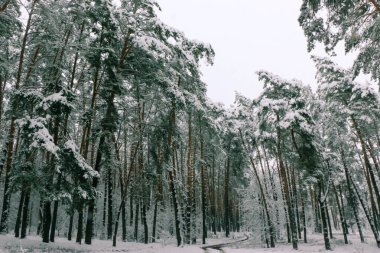 Karla kaplı ladin ormanlı kış manzarası. Noel görünümü.