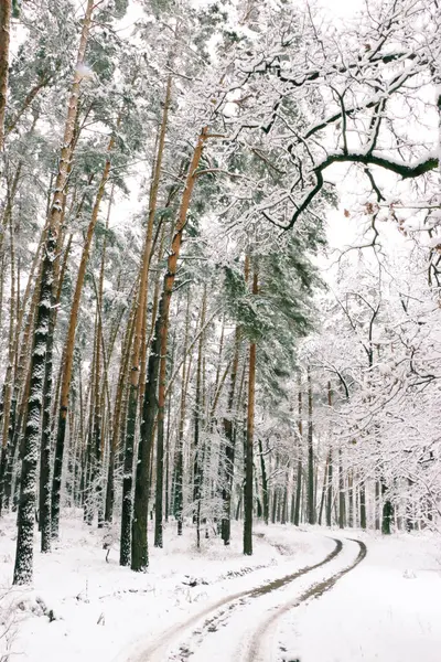 눈덮인 가문비나무 크리스마스 — 스톡 사진