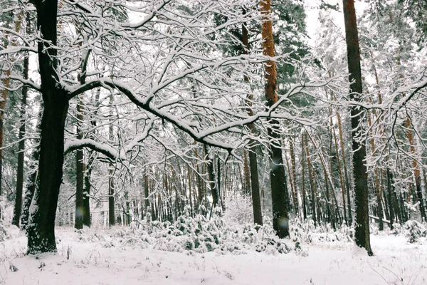 Paisaje Invernal Con Bosque Abetos Cubierto Nieve Vista Navidad — Foto de Stock