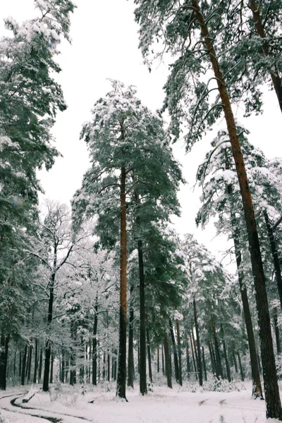 Vinterlandskap Med Snötäckt Granskog Julutsikt — Stockfoto