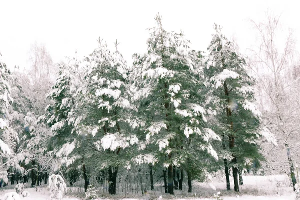 Paesaggio Invernale Con Foresta Abeti Rossi Innevati Vista Natale — Foto Stock