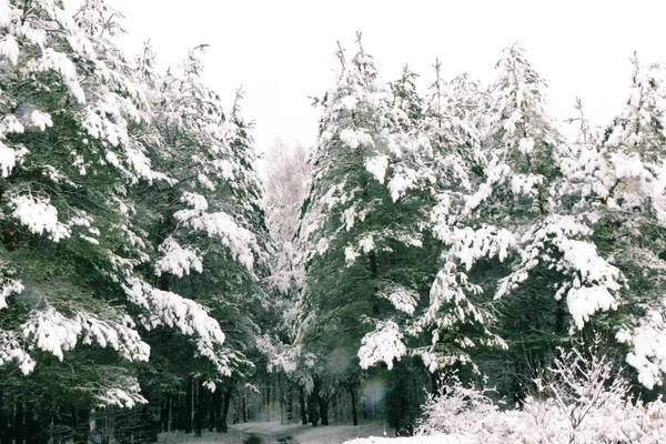 Paisagem Inverno Com Floresta Abeto Coberto Neve Vista Natal — Fotografia de Stock