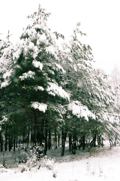 冬季景观 雪覆云杉林 圣诞美景 — 图库照片