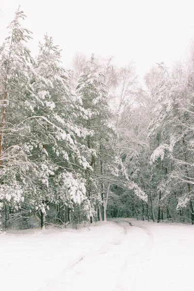 Vinterlandskap Med Snötäckt Granskog Julutsikt — Stockfoto